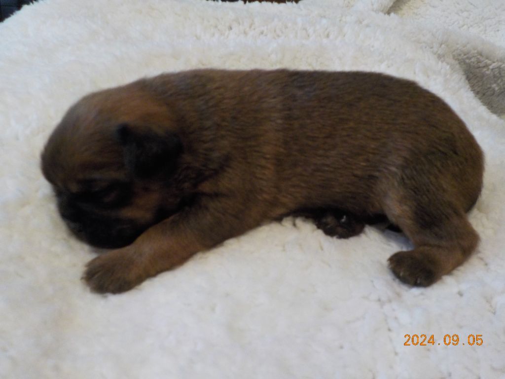 Du Privilège De Darwin - Chiot disponible  - Petit Brabançon