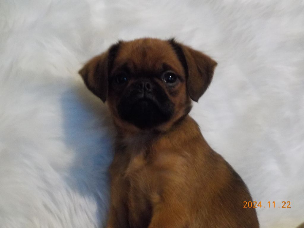 Du Privilège De Darwin - Chiot disponible  - Petit Brabançon