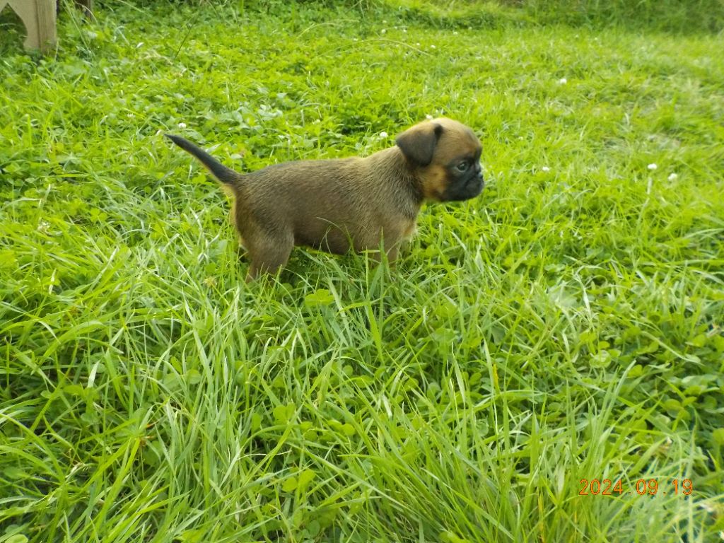 Du Privilège De Darwin - Chiot disponible  - Petit Brabançon