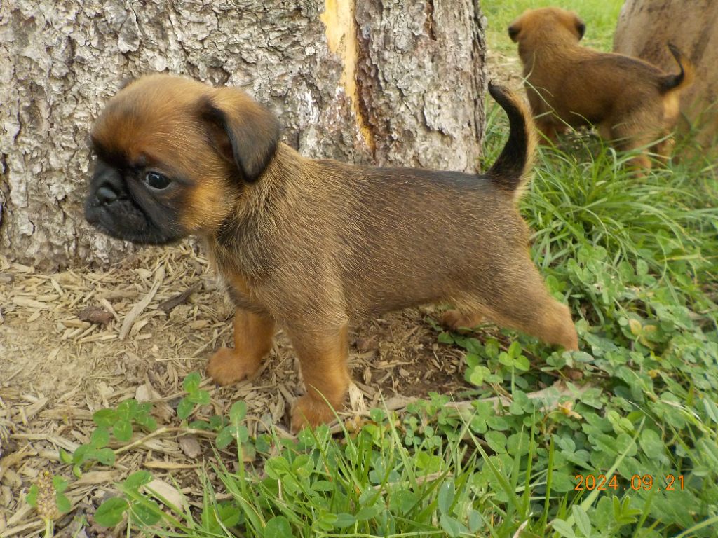 Du Privilège De Darwin - Chiot disponible  - Petit Brabançon