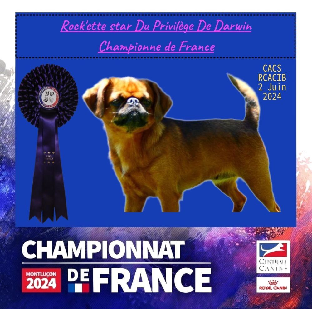 CH. Rock'ette star Du Privilège De Darwin