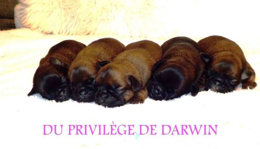 Chiot Petit Brabançon Du Privilège De Darwin