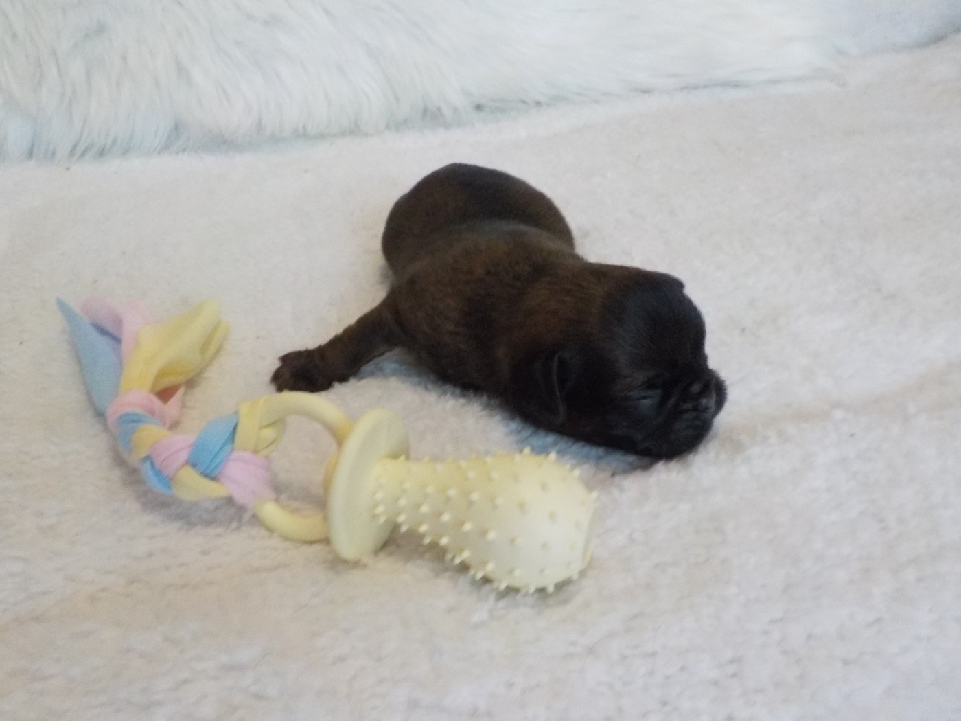 Du Privilège De Darwin - Chiots disponibles - Petit Brabançon