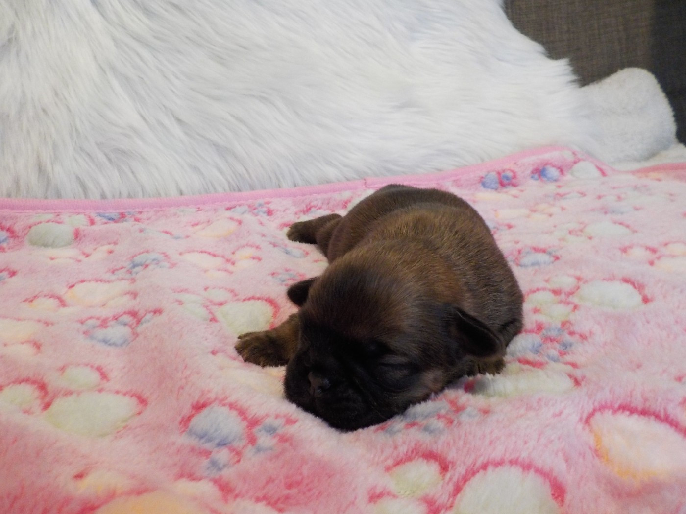 Du Privilège De Darwin - Chiots disponibles - Petit Brabançon