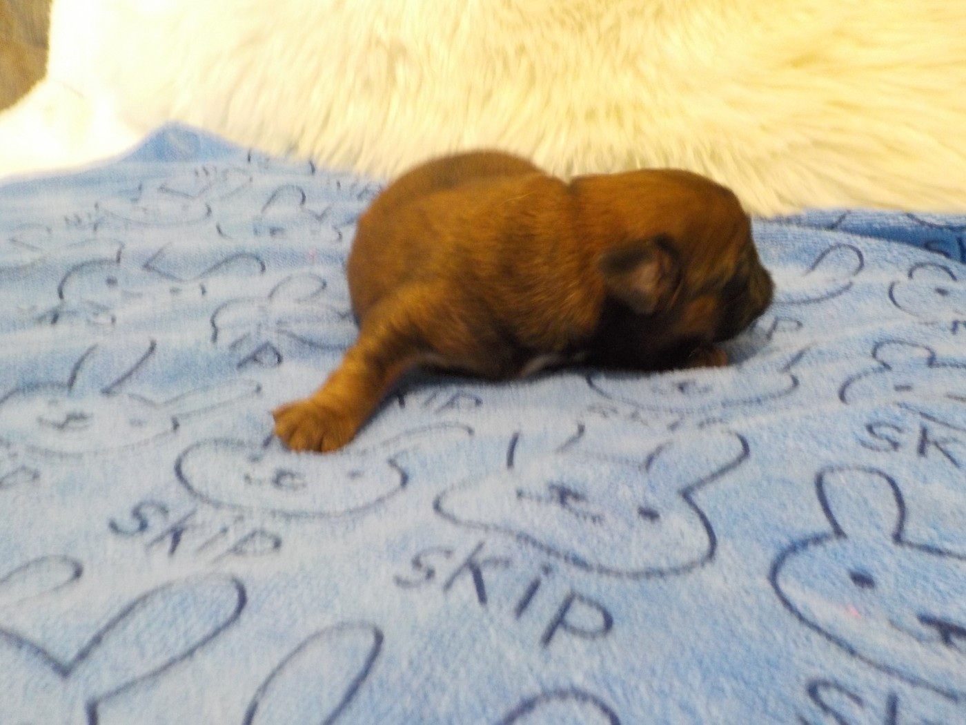Du Privilège De Darwin - Chiots disponibles - Petit Brabançon