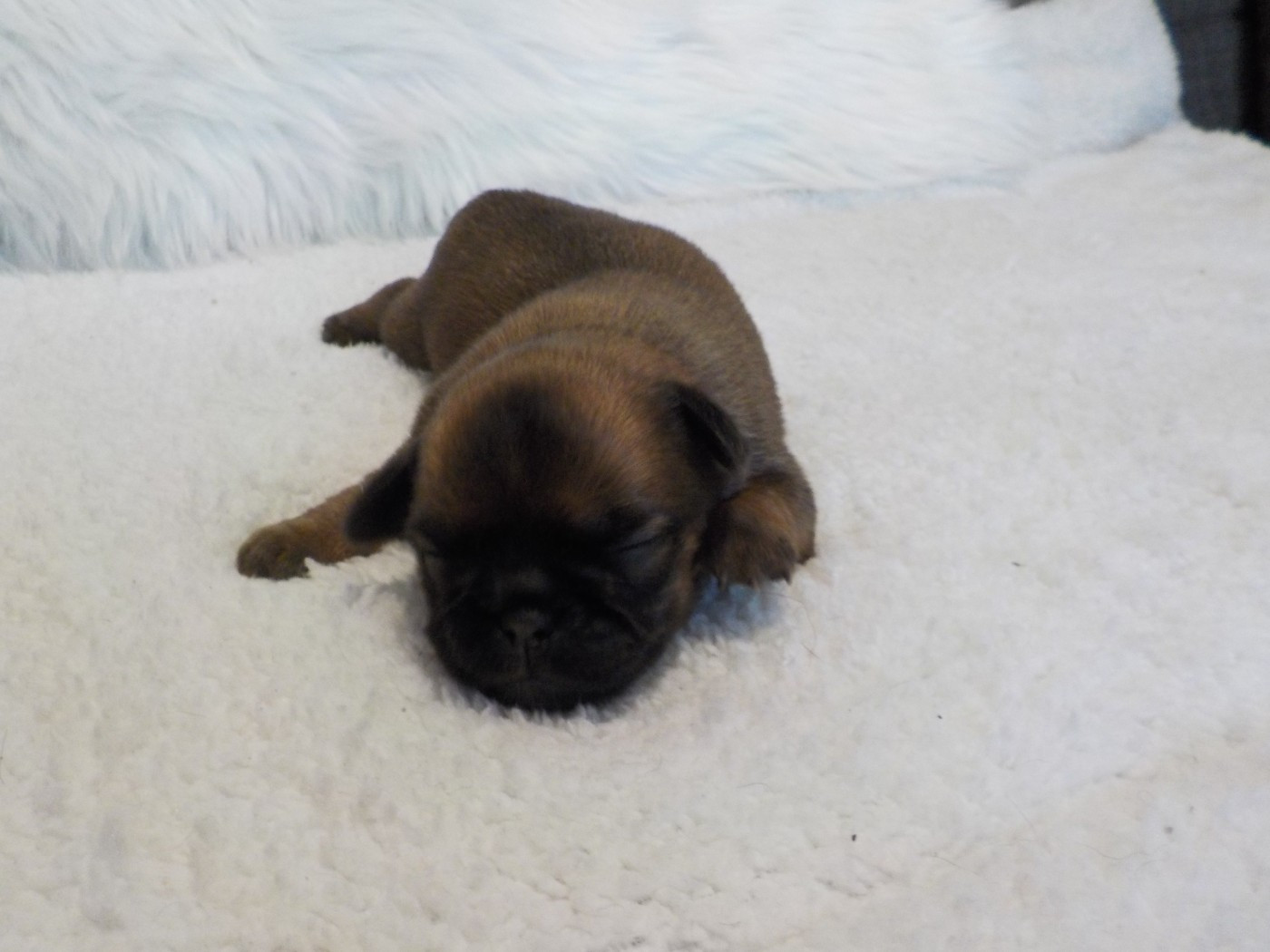 Du Privilège De Darwin - Chiots disponibles - Petit Brabançon