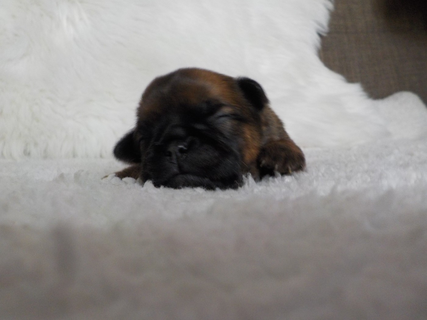 Du Privilège De Darwin - Chiots disponibles - Petit Brabançon