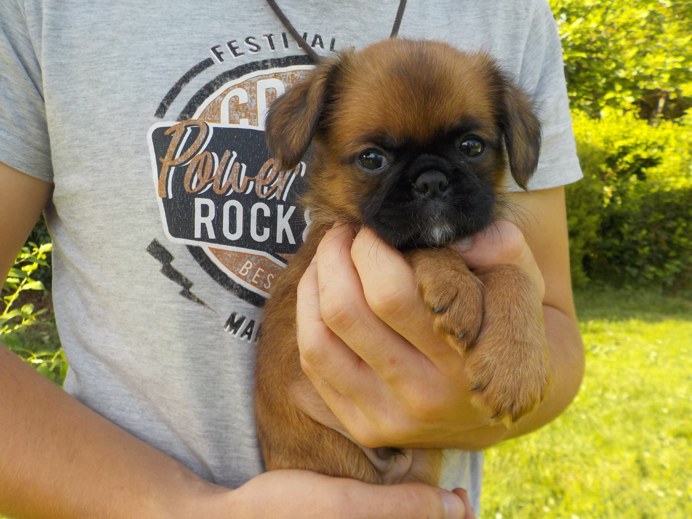 Du Privilège De Darwin - Chiots disponibles - Petit Brabançon