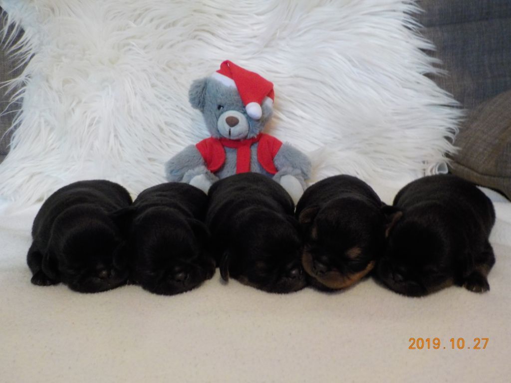 Chiot Petit Brabançon Du Privilège De Darwin