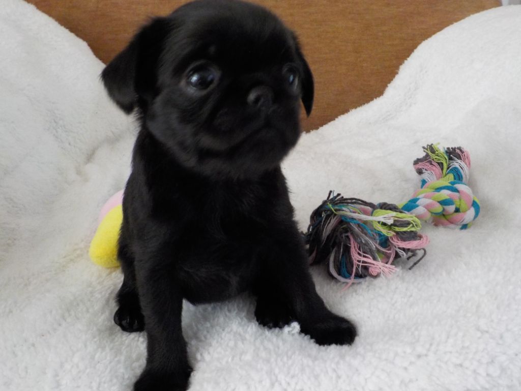 Du Privilège De Darwin - Chiots disponibles - Petit Brabançon