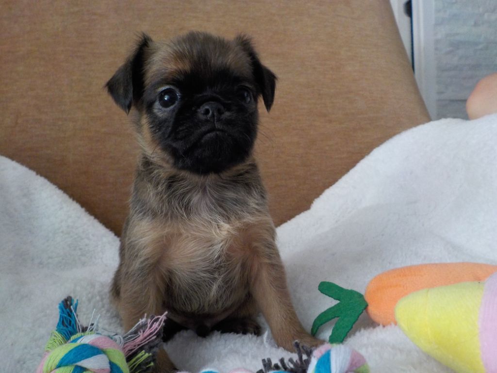 Du Privilège De Darwin - Chiots disponibles - Petit Brabançon