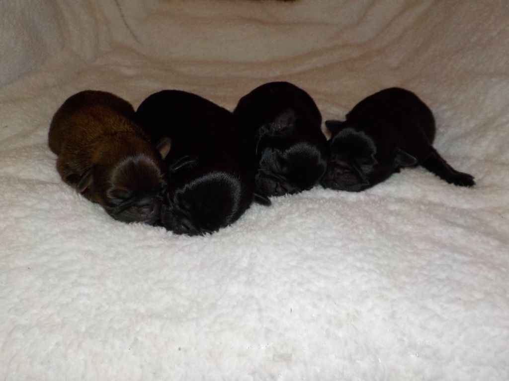 Chiot Petit Brabançon Du Privilège De Darwin