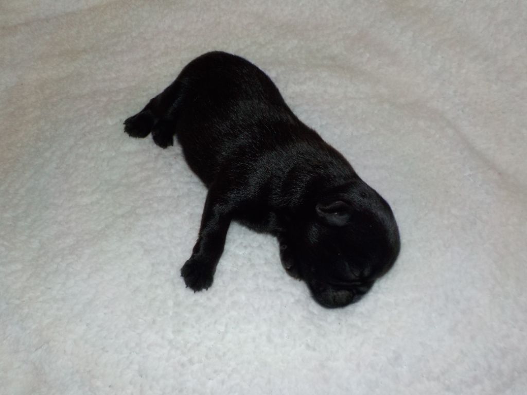 Du Privilège De Darwin - Chiots disponibles - Petit Brabançon