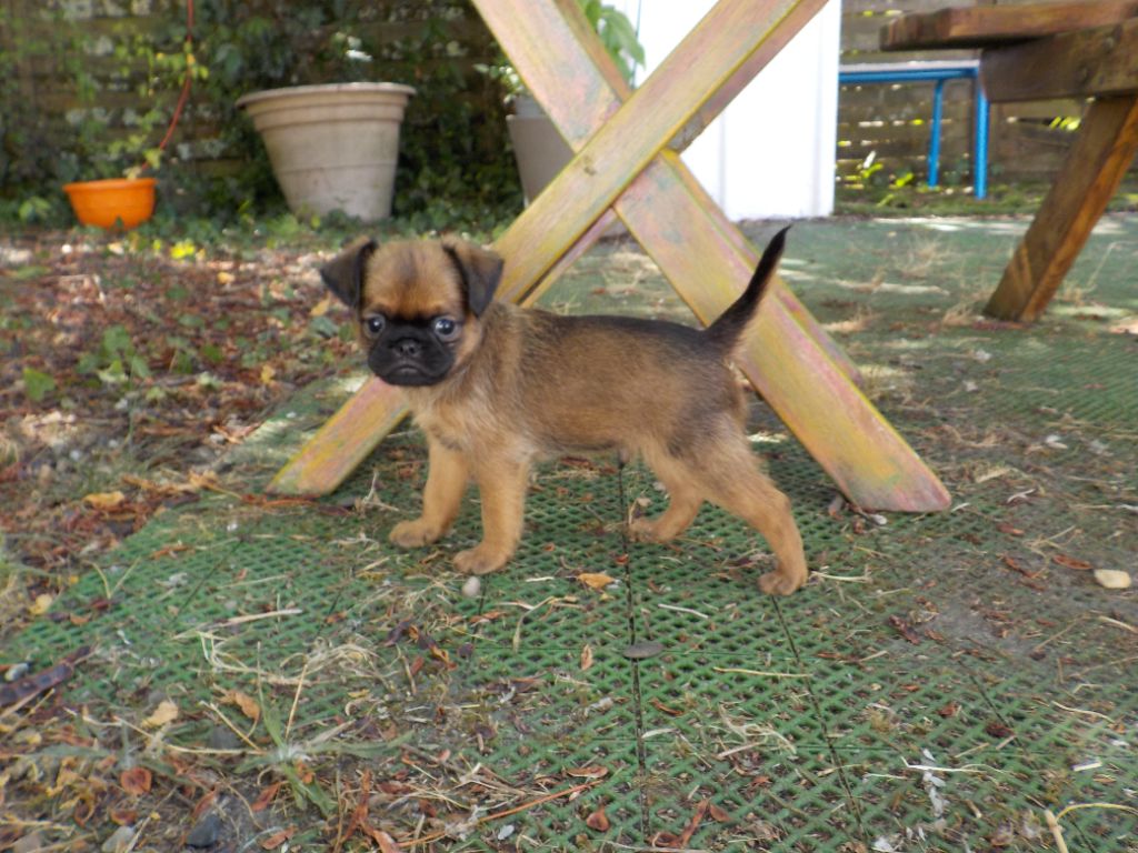 Du Privilège De Darwin - Chiots disponibles - Petit Brabançon