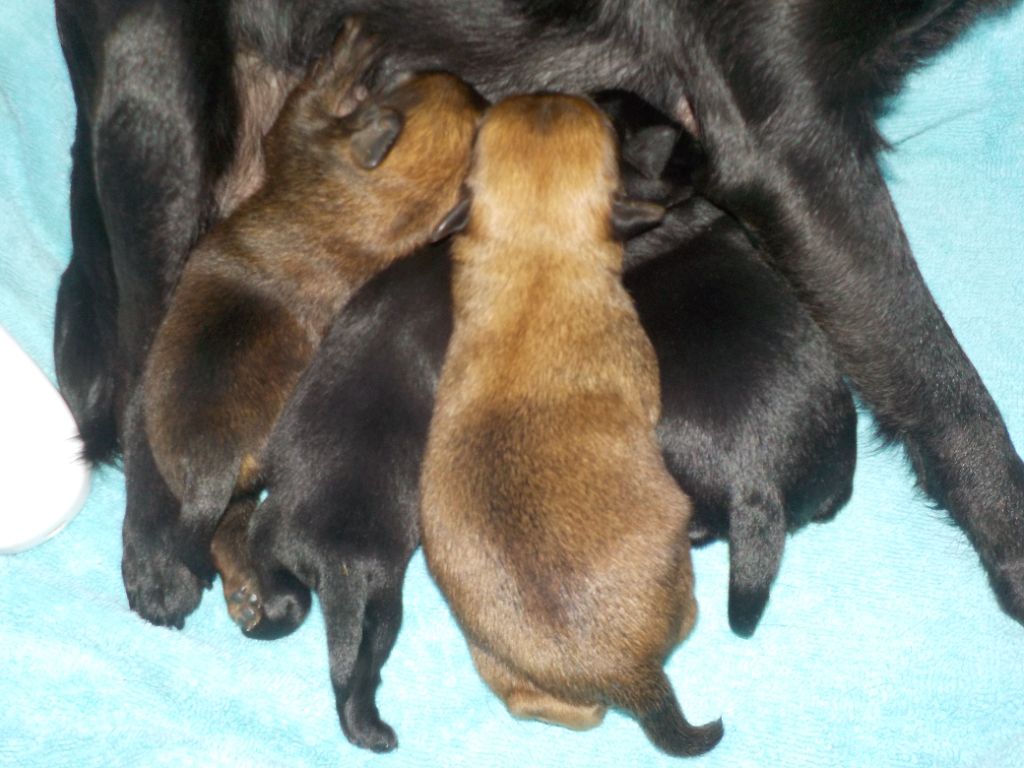 Chiot Petit Brabançon Du Privilège De Darwin