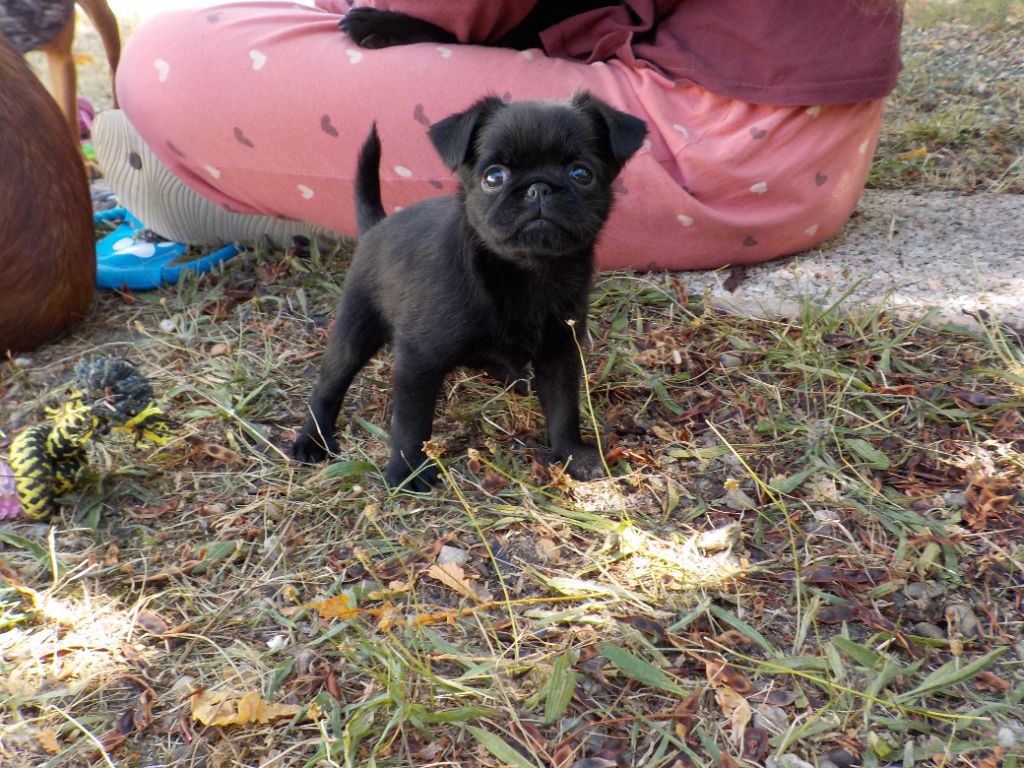 Du Privilège De Darwin - Chiots disponibles - Petit Brabançon