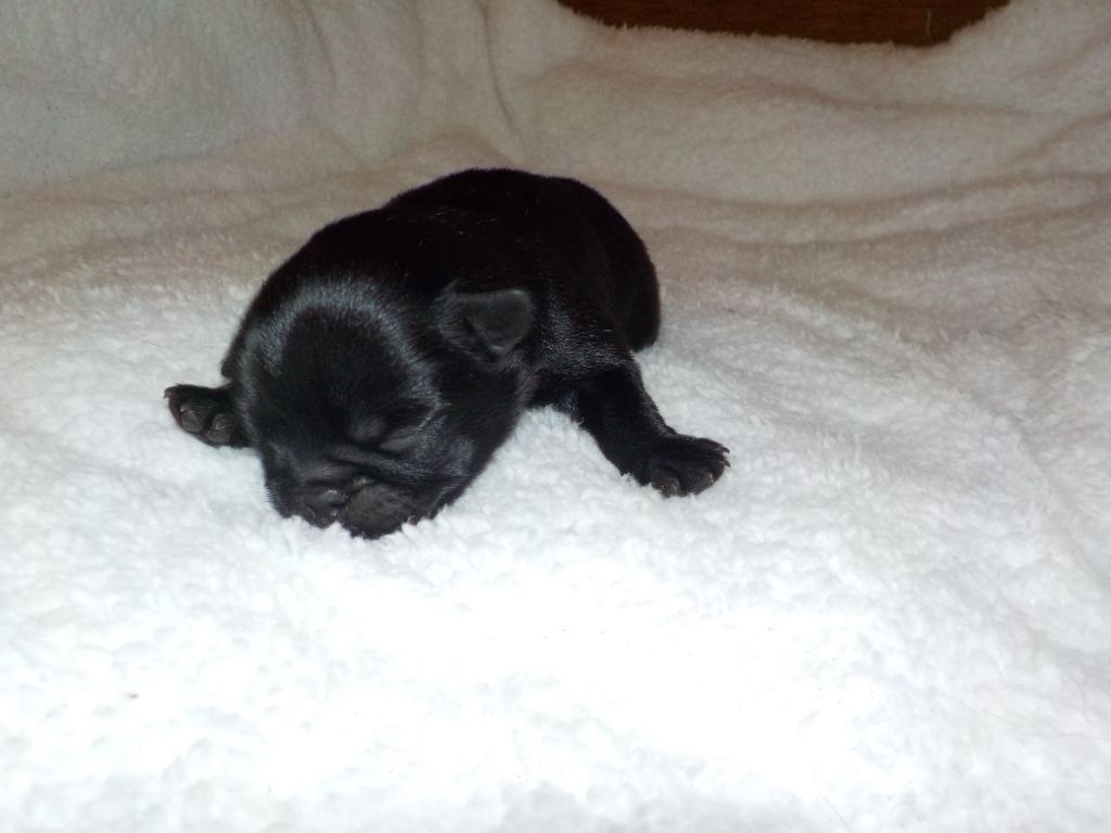 Du Privilège De Darwin - Chiots disponibles - Petit Brabançon