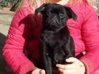 Olive du Privilège de Darwin