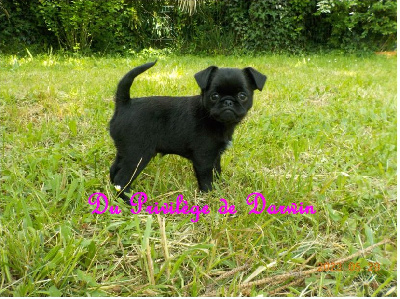 CHIOT 4