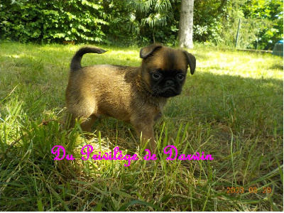 CHIOT 2