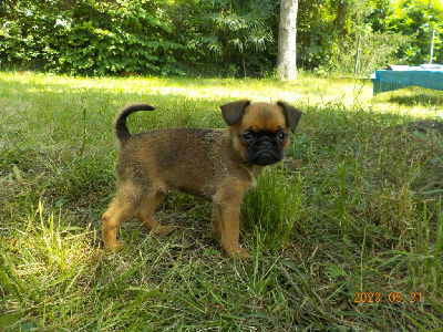 CHIOT 1