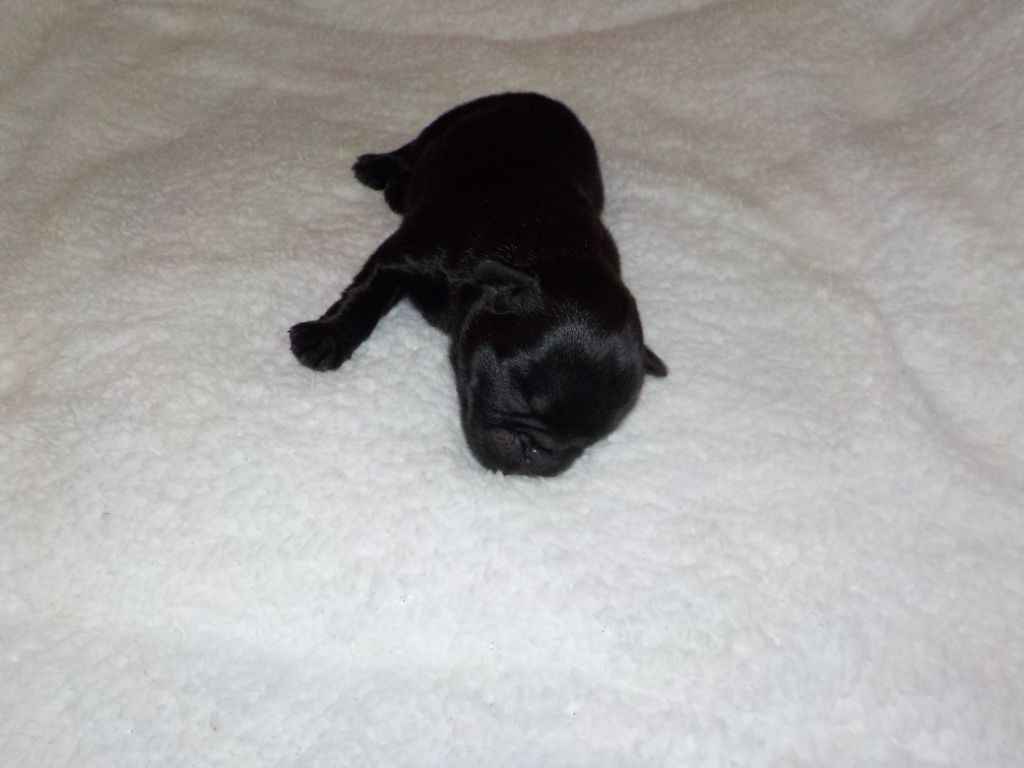 Du Privilège De Darwin - Chiots disponibles - Petit Brabançon